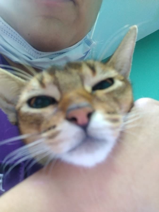 Vida Salvaje Consultorio Veterinario Cochabamba — foto