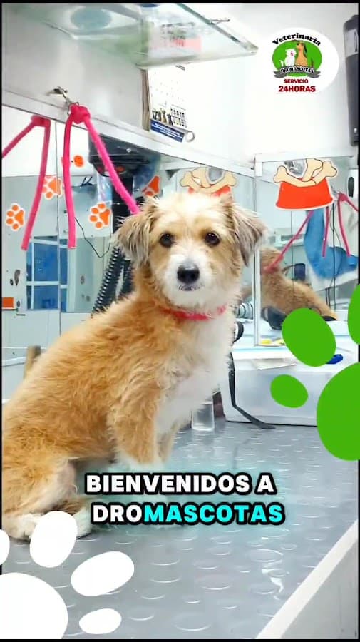 DROMASCOTAS VETERINARIA — foto