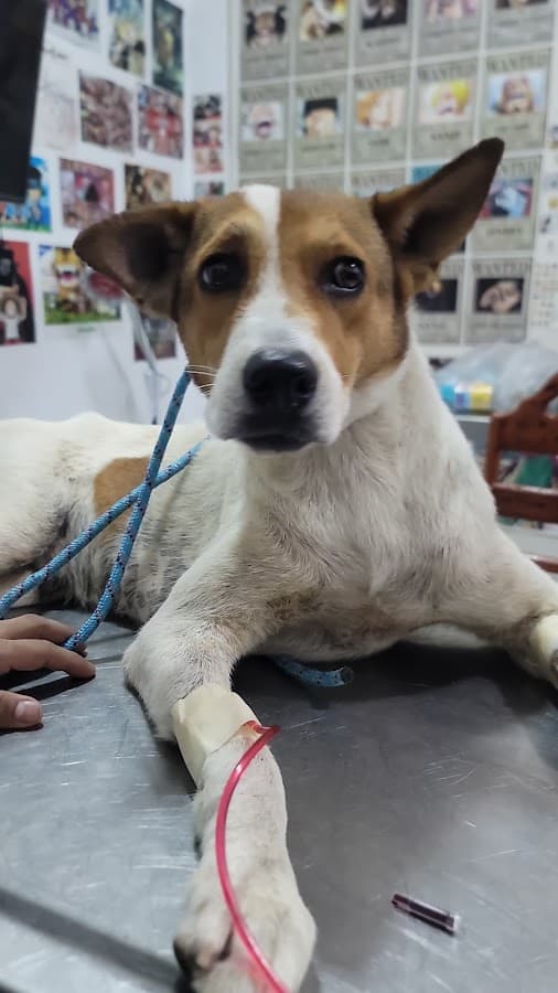 Veterinaria — foto
