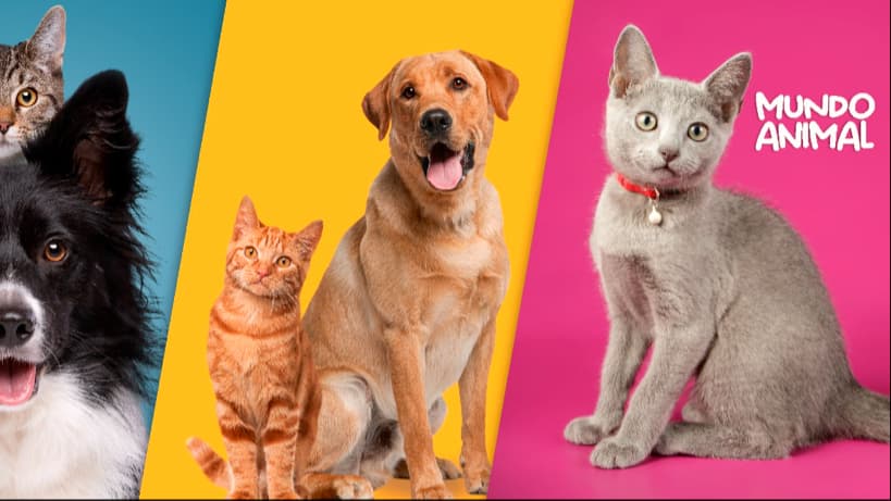 VETERINARIA MUNDO ANIMAL