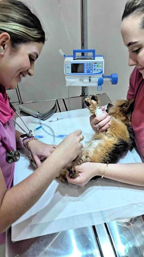 Clínica Veterinária BentoVet | Plantão 24 Itapema — foto