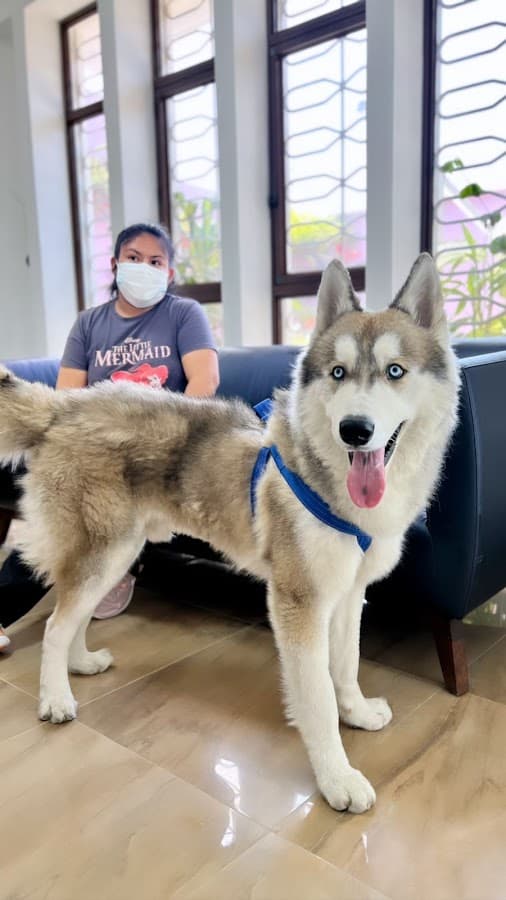 Niuvet Clínica Veterinaria