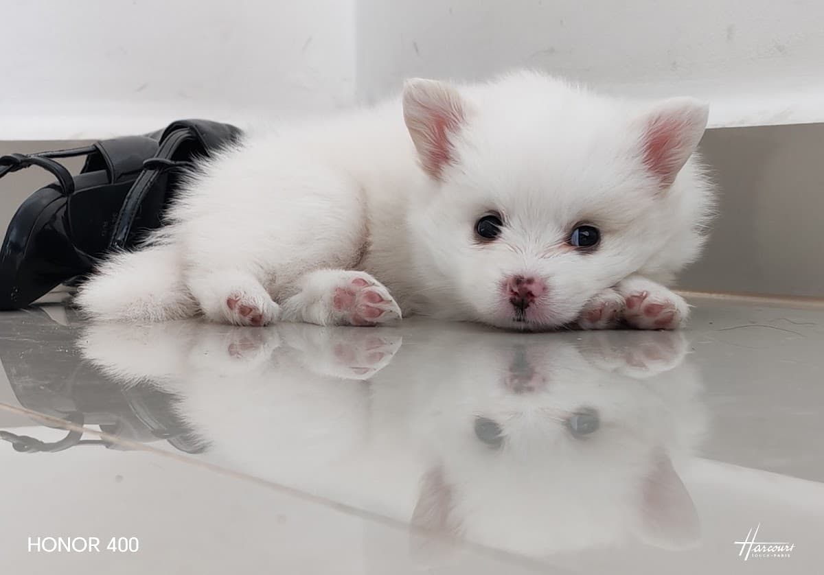 Hospital Veterinario San Rafael — foto