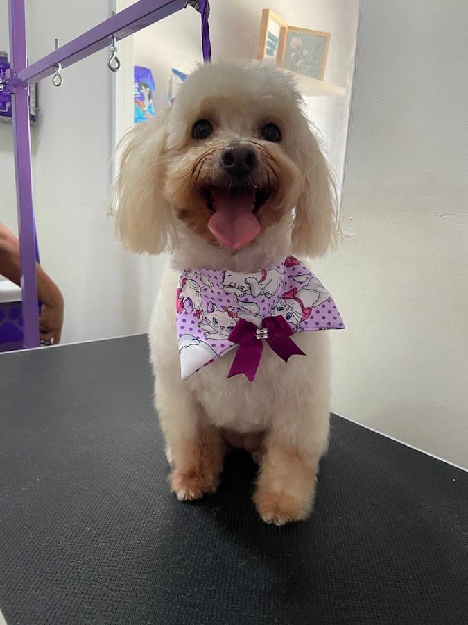 Veterinaria Ohana vet care — foto