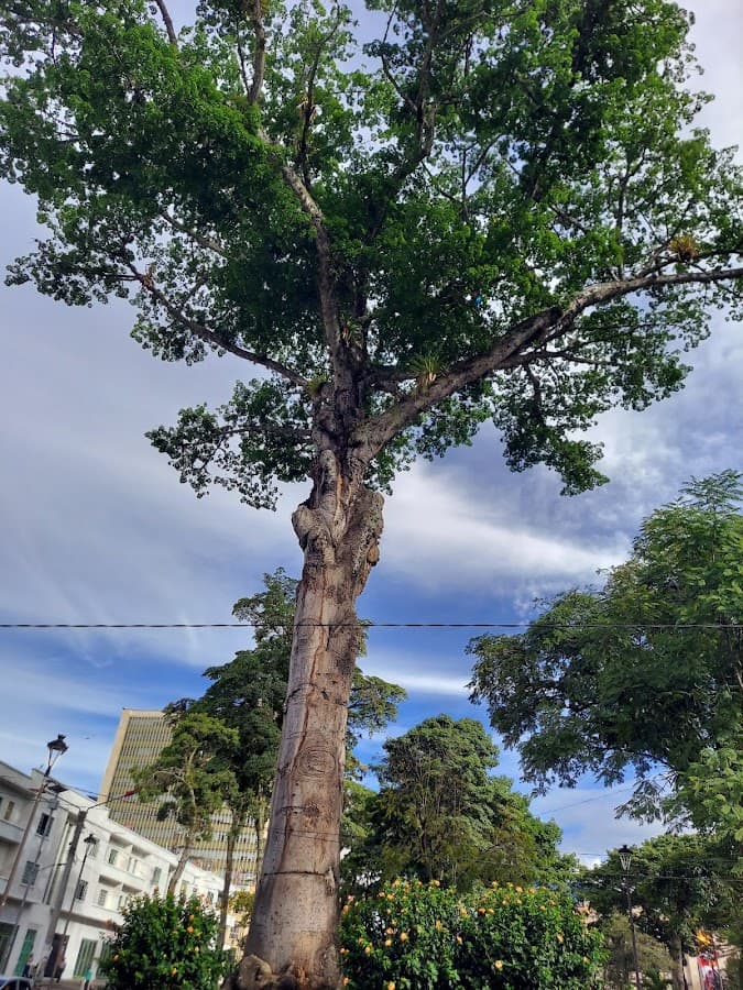 Plaza de Bolívar Ibagué, Tolima — foto