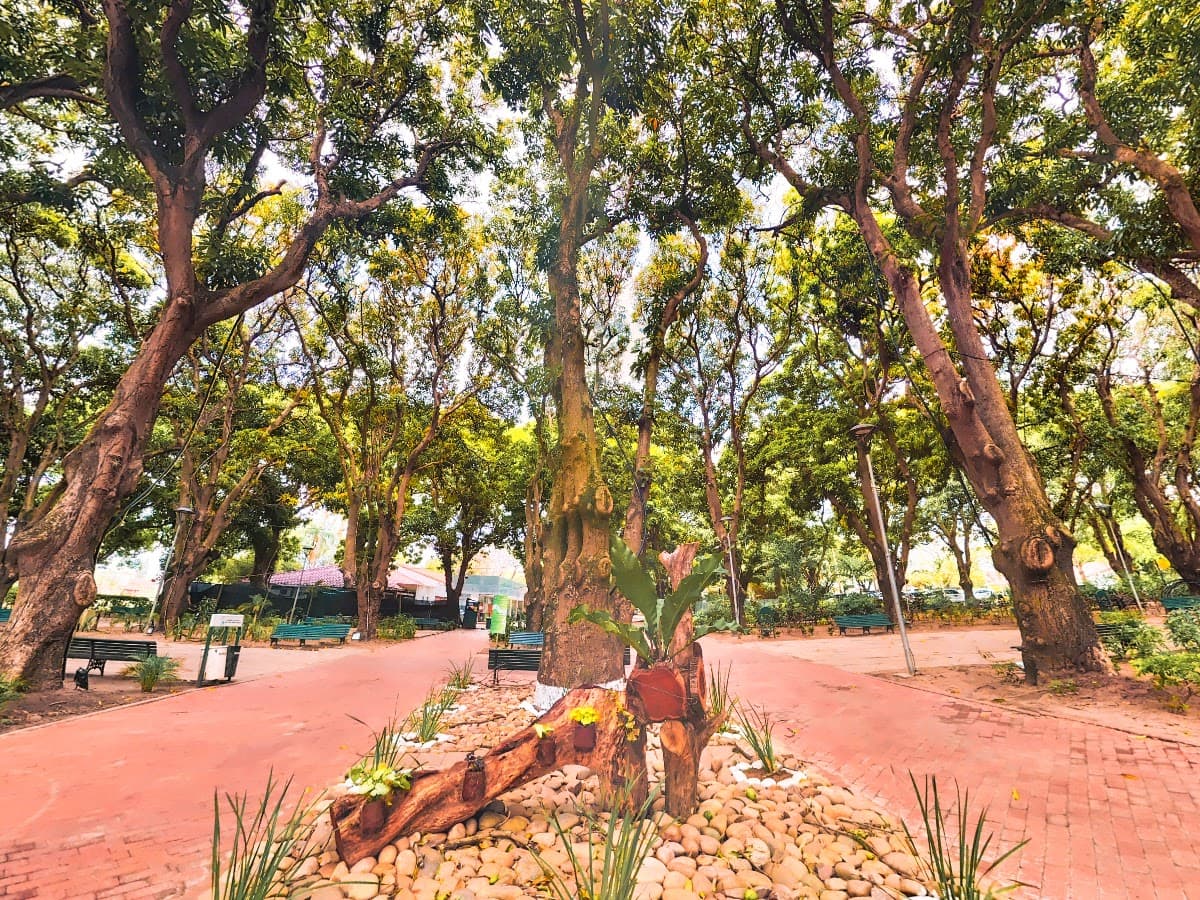 Parque Los Mangales — foto