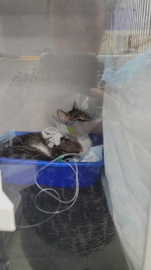 Miami Veterinary Specialists: Emergency Room — foto