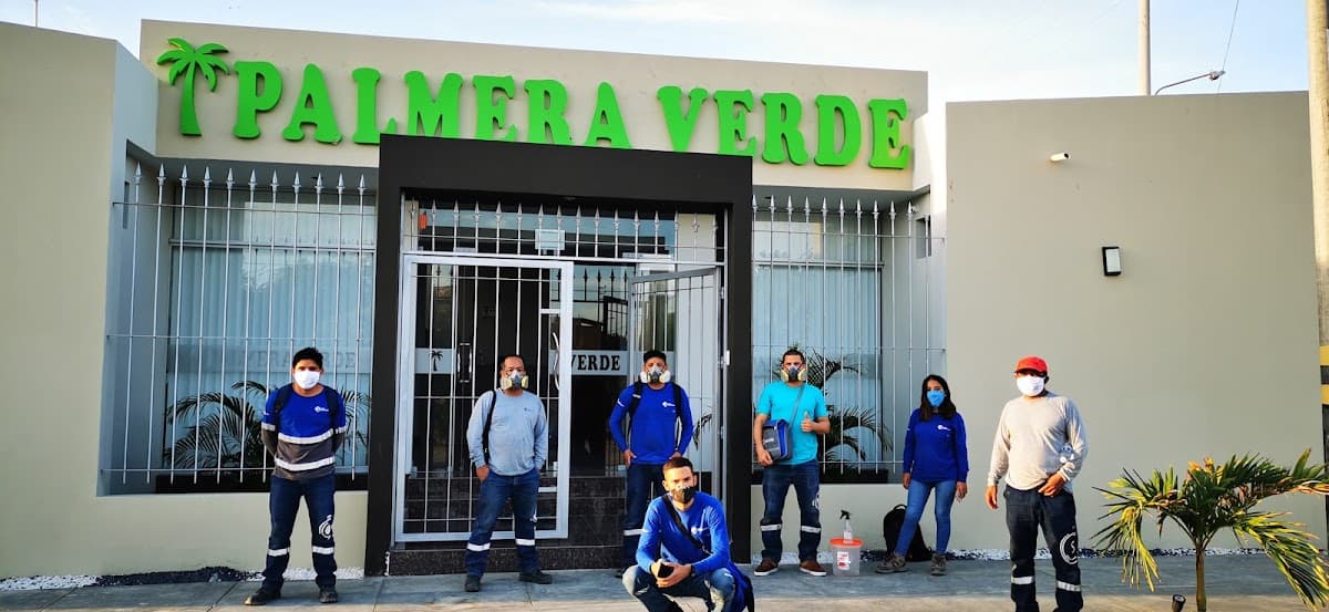 Palmera Verde — foto