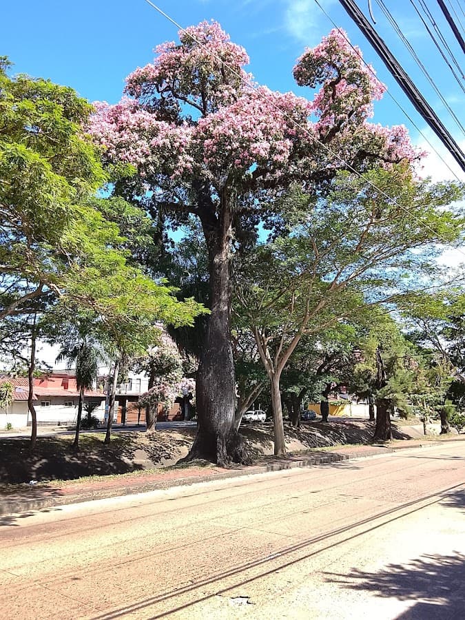 Parque Urbano Central — foto