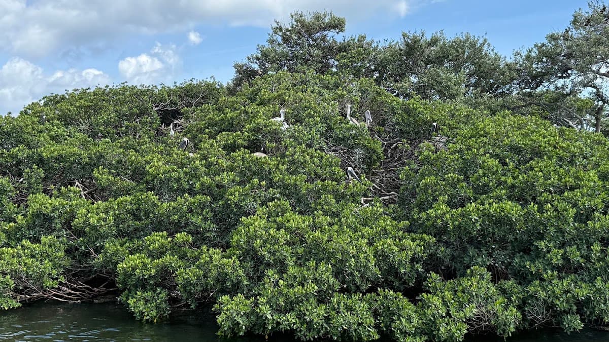 Tampa Bay Watch Discovery Center Eco-Tours — foto