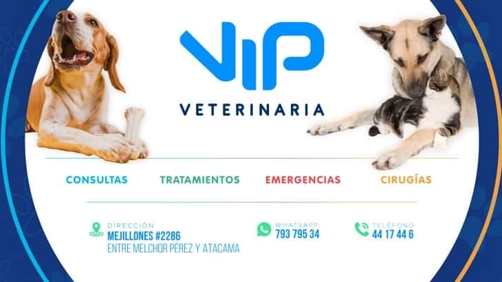 Veterinaria VIP — foto
