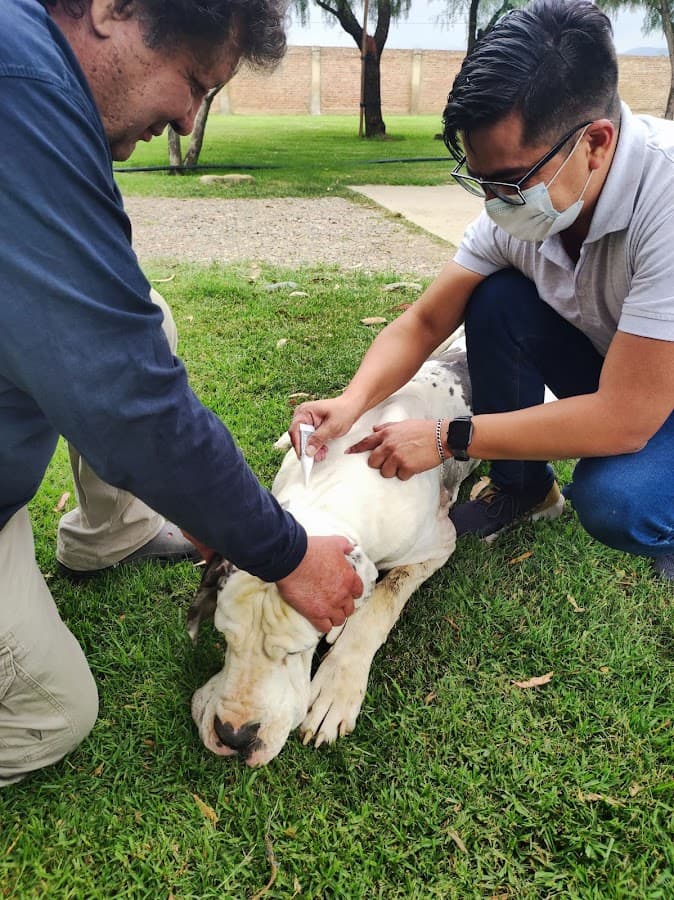 Veterinaria VIP — foto