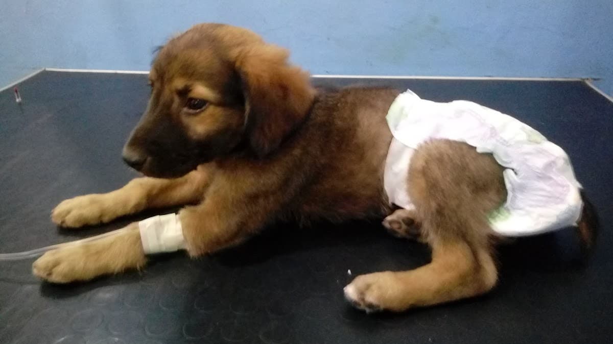 Veterinaria Animal CARE Hospital