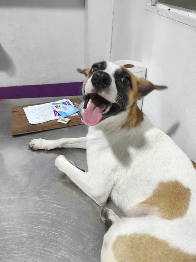 Veterinaria Animal CARE Hospital — foto