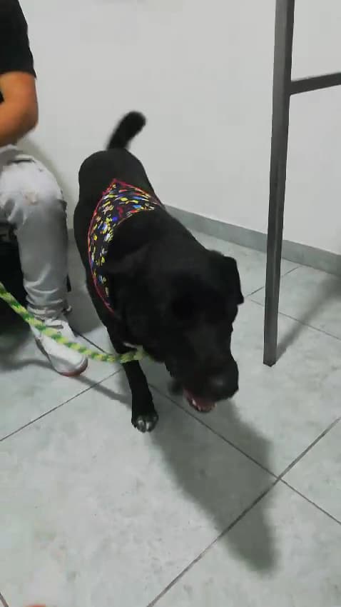 Villamascotas Manizales — foto