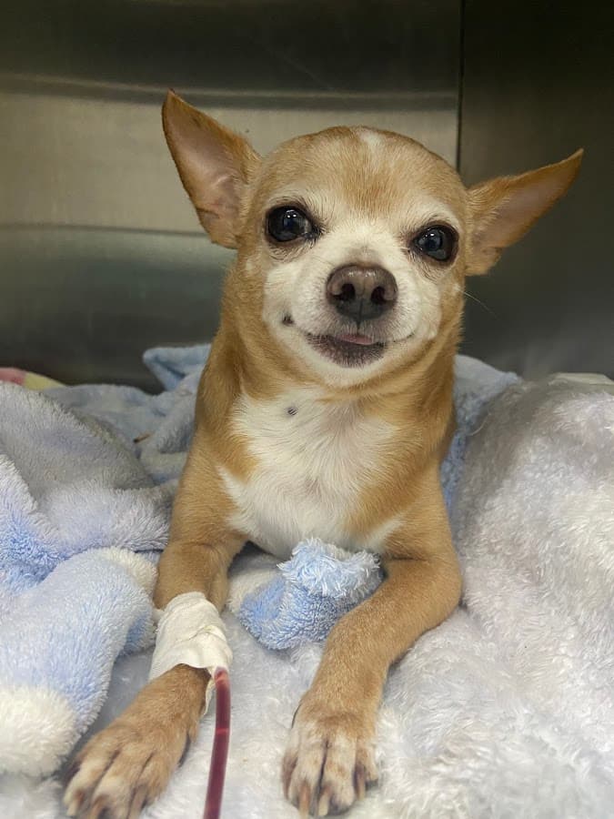 Clínica Veterinaria Pequeños Animales — foto