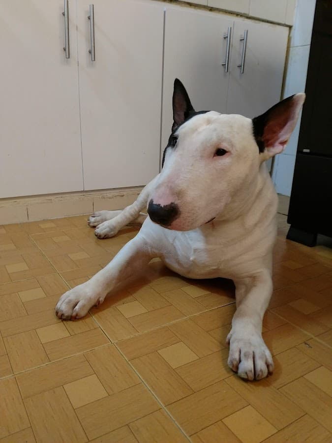 Vida Animal Clínica Veterinaria