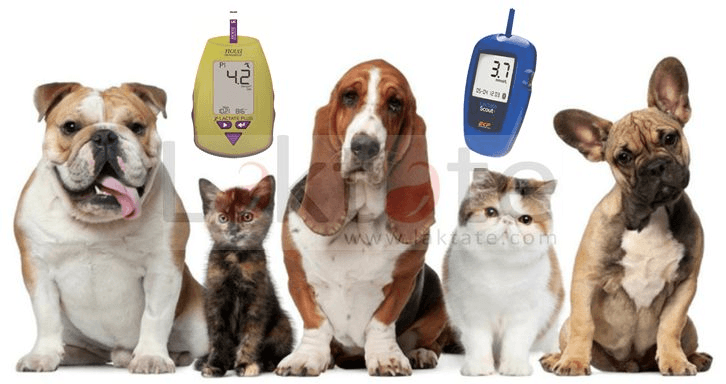 CENTRO DE MEDICINA ANIMAL - Urgencias Veterinarias — foto
