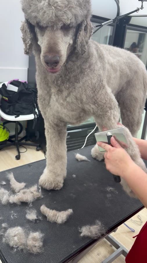 Fur Baby Spaw Midtown — foto