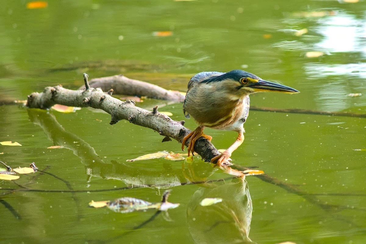 Eco Parque Lago De Las Garzas — foto