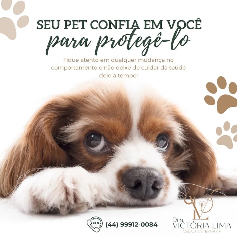 Veterinária a domicilio Dra. Victória Lima | Itapema