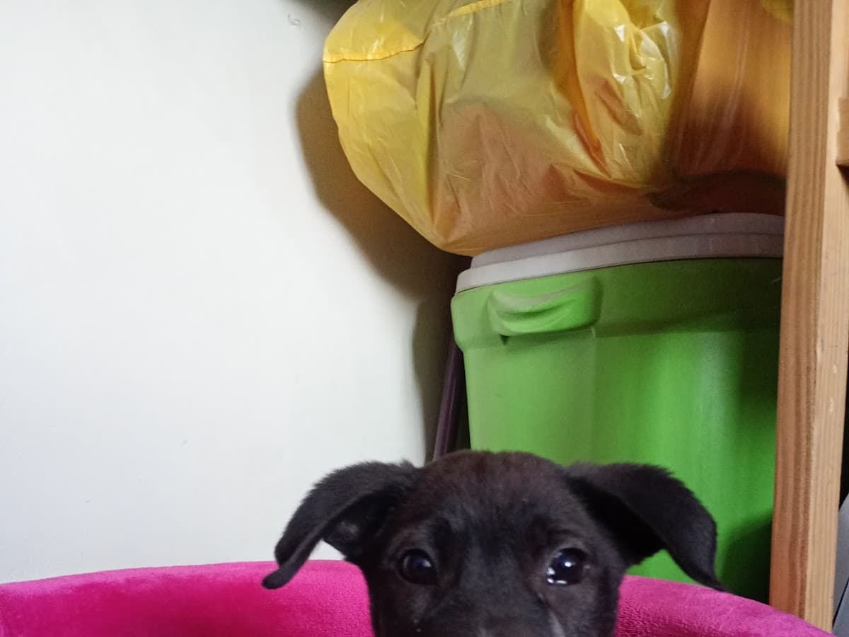 Clinica Veterinaria Spa Happy Pets — foto