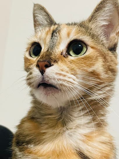 Clínica Veterinaria Sevilla — foto