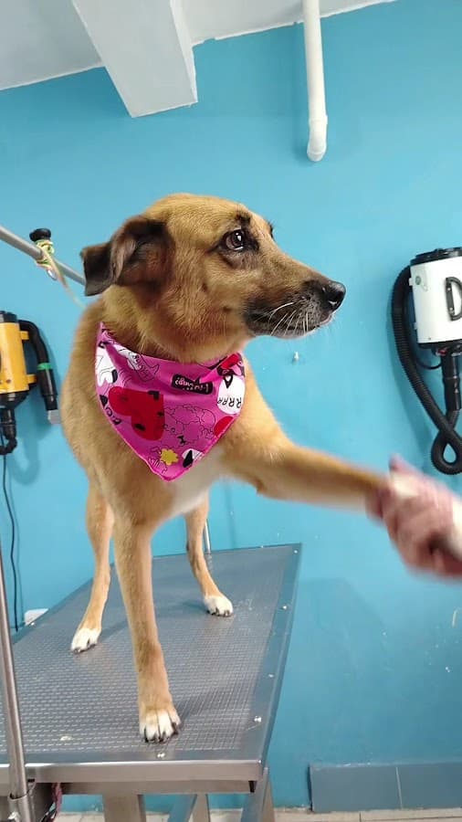 CENTRO VETERINARIO PROANIMALES — foto
