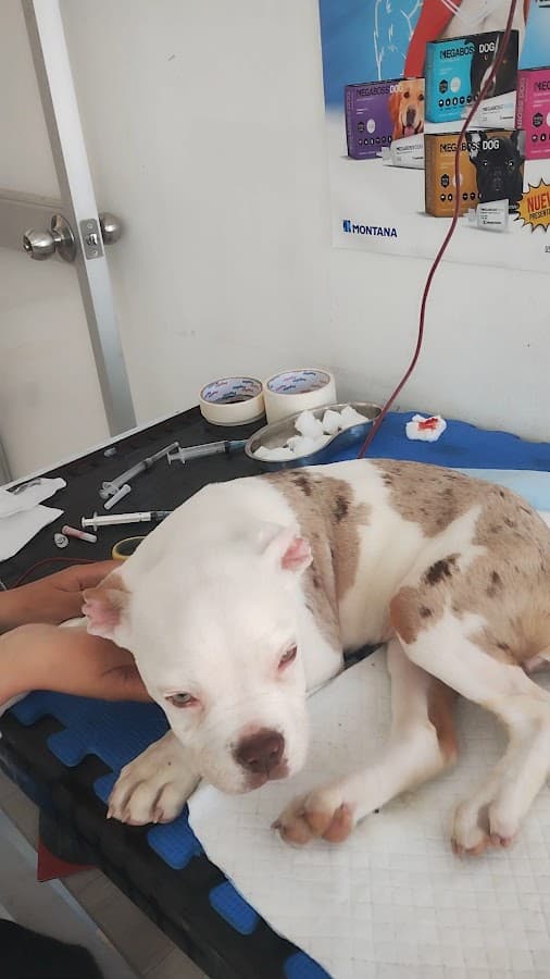Clinica Veterinaria Valenzuela — foto