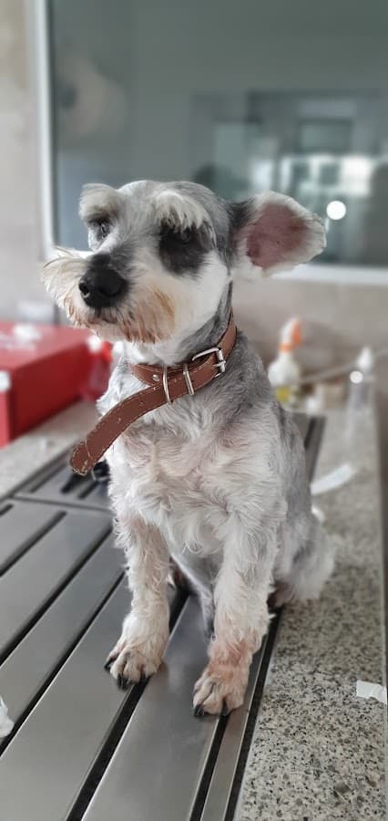 Centro Integral Veterinario — foto