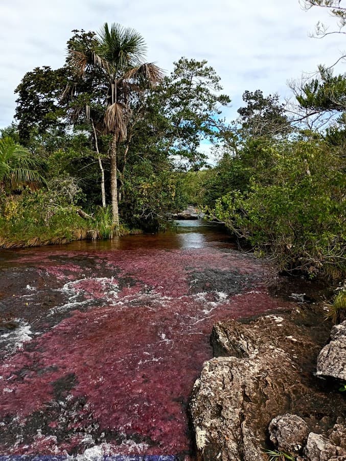 Turismo Caño Cristales La Macarena