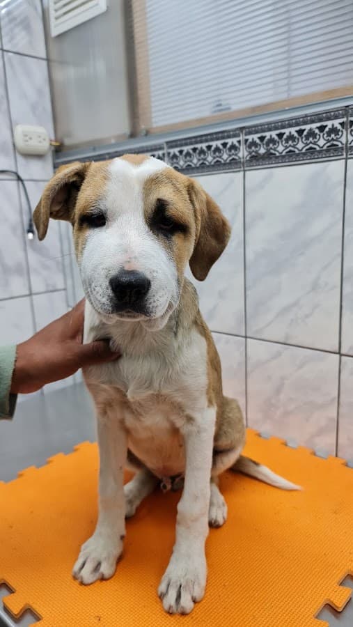 Veterinaria El Tambo — foto