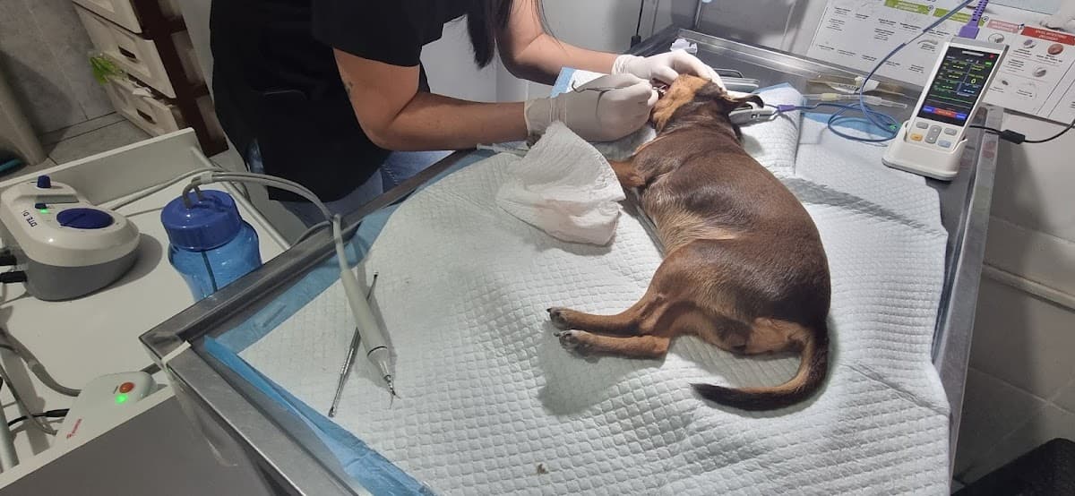 Veterinaria Como Reyes — foto