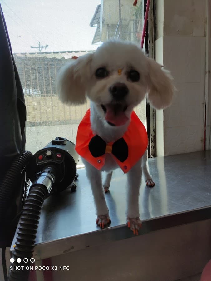 Pet Love Veterinaria