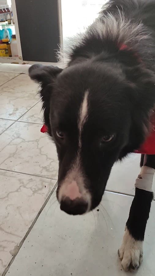 Pet Love Veterinaria — foto