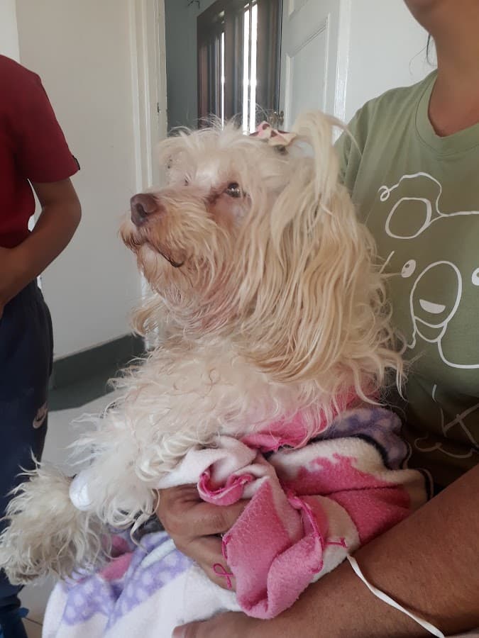 Pelos y Patas