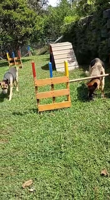 Pelos y Patas — foto
