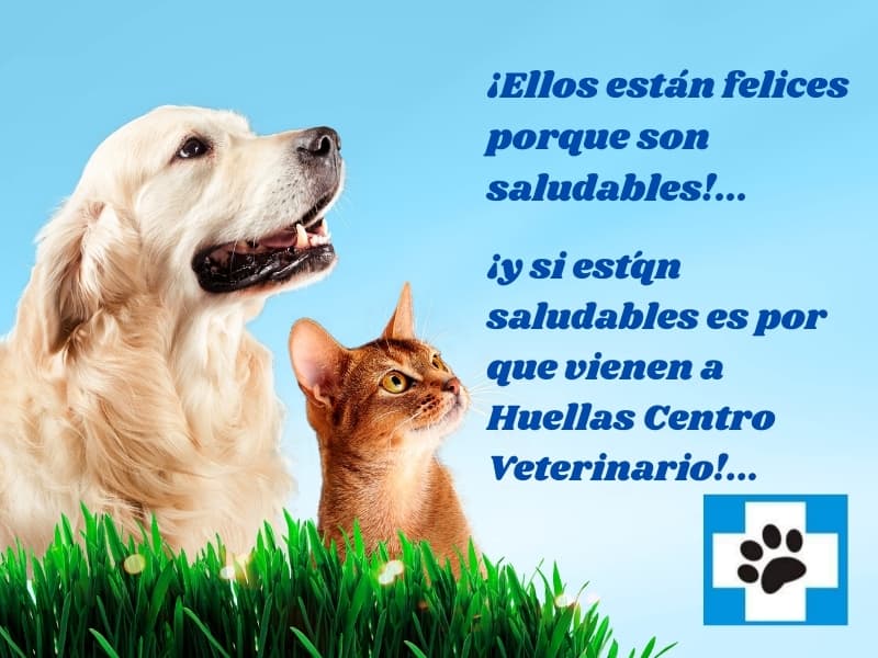 Huellas Centro Veterinario — foto