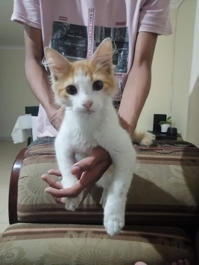 Clínica Veterinaria El Country — foto