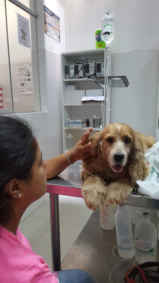 Sophis Vet — foto
