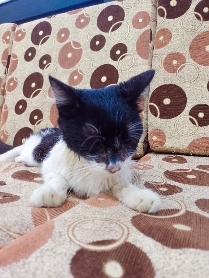 CENTRAL DE URGENCIAS VETERINARIAS — foto
