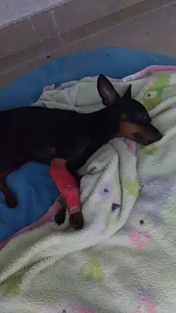 CENTRAL DE URGENCIAS VETERINARIAS — foto