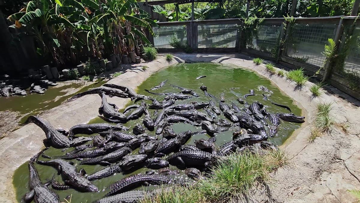 Croc Encounters — foto