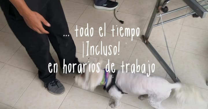 Vital Clínica Veterinaria de Especialistas. — foto
