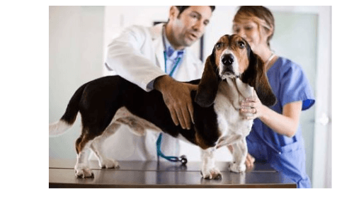 Centro Médico Veterinario La 92