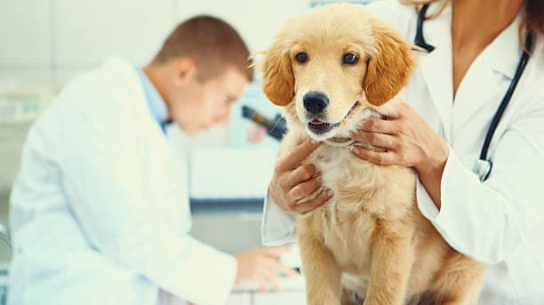 Centro Médico Veterinario La 92 — foto