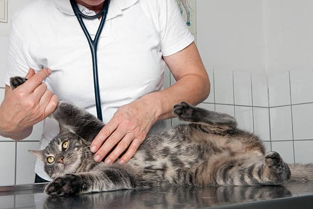 Centro Médico Veterinario La 92 — foto