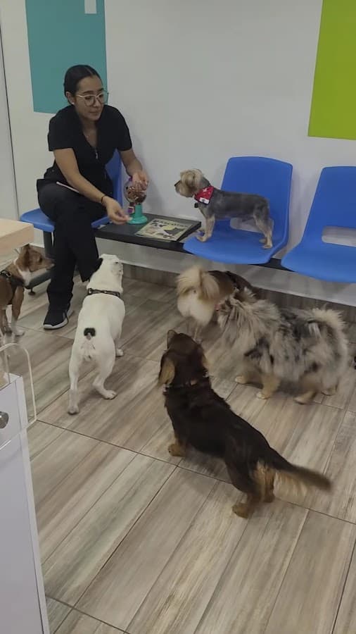 Centro Veterinario Bepet - Manejo del dolor en perros y gatos — foto