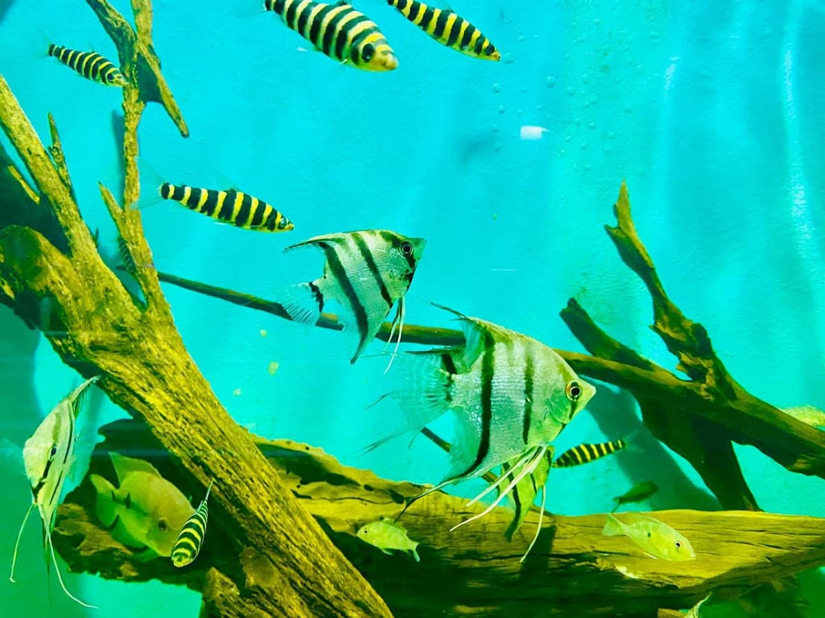 Acuario del Amazonas