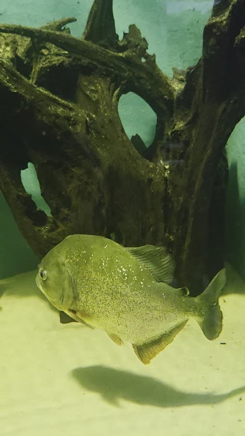 Acuario del Amazonas — foto